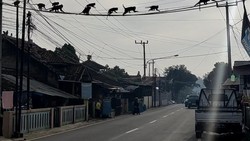 Heboh Gerombolan Monyet Kembali Melintas di Permukiman Warga Soreang