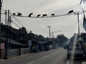 Kawanan Monyet Liar Bikin Heboh Warga Soreang Bandung