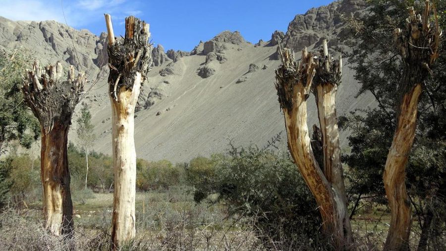 Spesies pohon yang terkena penyakit di Zeebak, Badakhshan (© UNEP/Alec Knuerr)