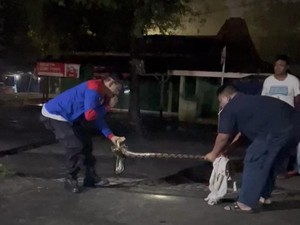 Tloler! Ular Sanca 3,5 Meter Masuk Panti di Karangmojo Gunungkidul