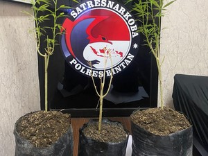 Tanam 3 Pohon Ganja di Kebun, Pria di Tanjungpinang Dibekuk Polisi