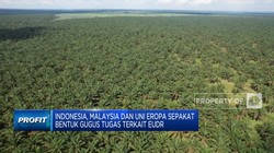 Video: RI & Sejumlah Negara Minta Penundaan Kebijakan EUDR Uni Eropa