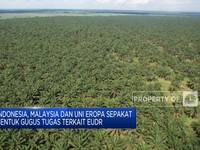 Video: RI & Sejumlah Negara Minta Penundaan Kebijakan EUDR Uni Eropa