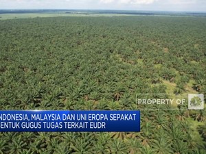 Video: RI & Sejumlah Negara Minta Penundaan Kebijakan EUDR Uni Eropa