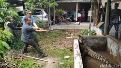 Menegangkan! Evakuasi Milo Buaya Peliharaan Warga di Kulon Progo