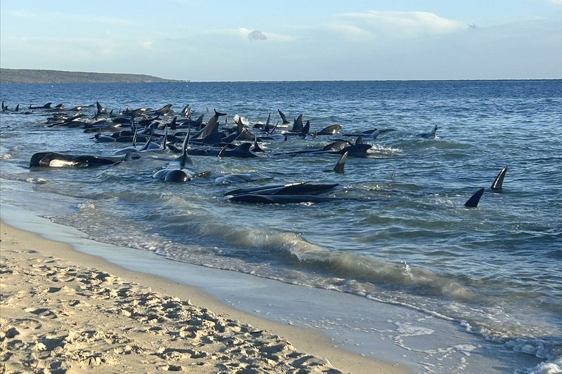 Gambar yang disediakan oleh Departemen Keanekaragaman Hayati, Konservasi dan Atraksi ini menunjukkan sekelompok paus pilot terdampar di pantai di Toby's Inlet di Australia Barat, Kamis, 25 April 2024. Lusinan paus pilot telah terdampar di pantai barat Australia dan otoritas satwa liar berusaha menyelamatkan mereka, kata pemerintah negara bagian pada hari Kamis. (Department of Biodiversity, Conservation and Attractions via AP)