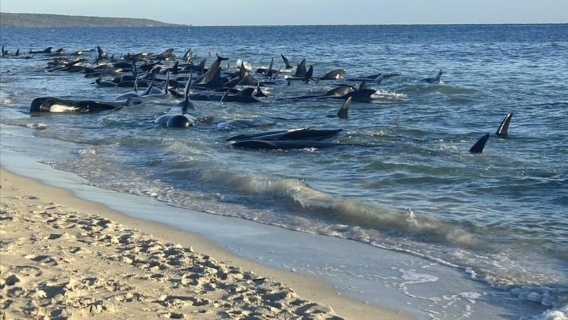 Gambar yang disediakan oleh Departemen Keanekaragaman Hayati, Konservasi dan Atraksi ini menunjukkan sekelompok paus pilot terdampar di pantai di Toby's Inlet di Australia Barat, Kamis, 25 April 2024. Lusinan paus pilot telah terdampar di pantai barat Australia dan otoritas satwa liar berusaha menyelamatkan mereka, kata pemerintah negara bagian pada hari Kamis. (Department of Biodiversity, Conservation and Attractions via AP)