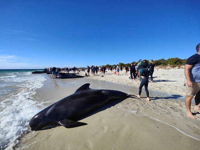 Gambar yang disediakan oleh Departemen Keanekaragaman Hayati, Konservasi dan Atraksi ini menunjukkan sekelompok paus pilot terdampar di pantai di Toby's Inlet di Australia Barat, Kamis, 25 April 2024. Gambar yang disediakan oleh Departemen Keanekaragaman Hayati, Konservasi dan Atraksi ini menunjukkan sekelompok paus pilot terdampar di pantai di Toby's Inlet di Australia Barat, Kamis, 25 April 2024. Lusinan paus pilot telah terdampar di pantai barat Australia dan otoritas satwa liar berusaha menyelamatkan mereka, kata pemerintah negara bagian pada hari Kamis. (Department of Biodiversity, Conservation and Attractions via AP)