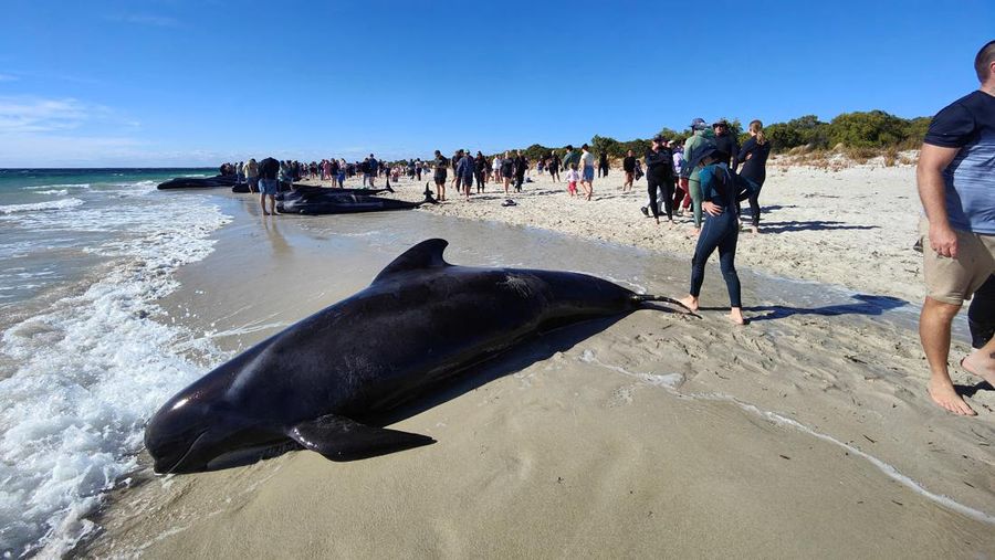 Gambar yang disediakan oleh Departemen Keanekaragaman Hayati, Konservasi dan Atraksi ini menunjukkan sekelompok paus pilot terdampar di pantai di Toby's Inlet di Australia Barat, Kamis, 25 April 2024. Lusinan paus pilot telah terdampar di pantai barat Australia dan otoritas satwa liar berusaha menyelamatkan mereka, kata pemerintah negara bagian pada hari Kamis. (Department of Biodiversity, Conservation and Attractions via AP)