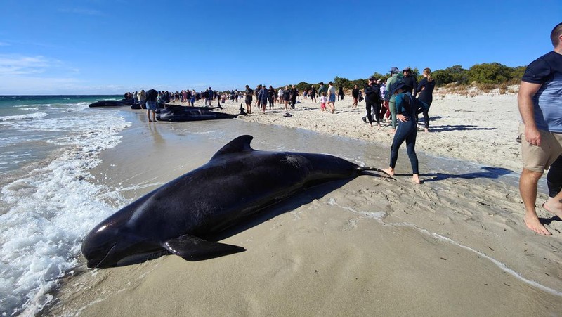 Gambar yang disediakan oleh Departemen Keanekaragaman Hayati, Konservasi dan Atraksi ini menunjukkan sekelompok paus pilot terdampar di pantai di Toby's Inlet di Australia Barat, Kamis, 25 April 2024. Lusinan paus pilot telah terdampar di pantai barat Australia dan otoritas satwa liar berusaha menyelamatkan mereka, kata pemerintah negara bagian pada hari Kamis. (Department of Biodiversity, Conservation and Attractions via AP)