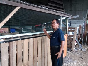 Tiada Bau Menyengat di Kandang Ayam Peternakan Jago Karah Farm
