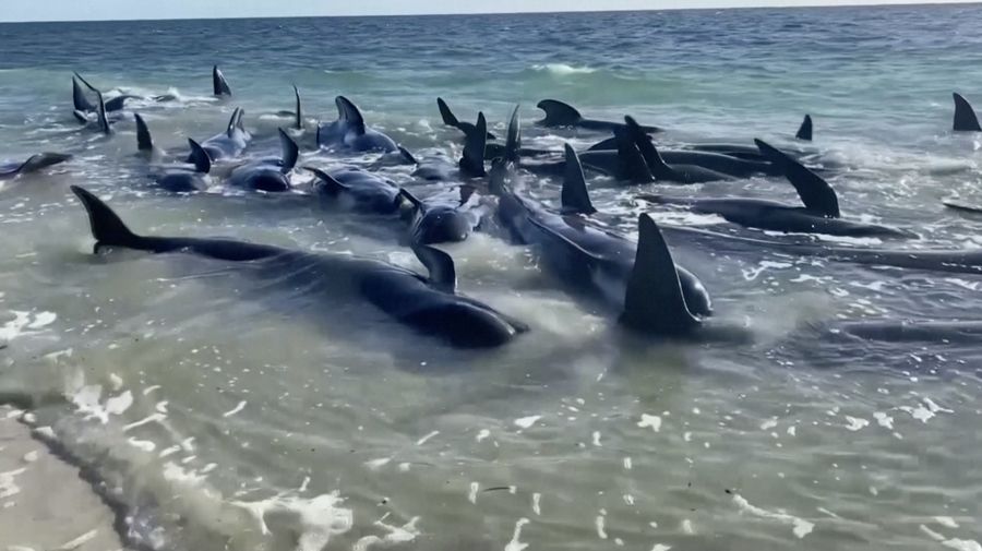 Gambar yang disediakan oleh Departemen Keanekaragaman Hayati, Konservasi dan Atraksi ini menunjukkan sekelompok paus pilot terdampar di pantai di Toby's Inlet di Australia Barat, Kamis, 25 April 2024. Lusinan paus pilot telah terdampar di pantai barat Australia dan otoritas satwa liar berusaha menyelamatkan mereka, kata pemerintah negara bagian pada hari Kamis. (Department of Biodiversity, Conservation and Attractions via AP)