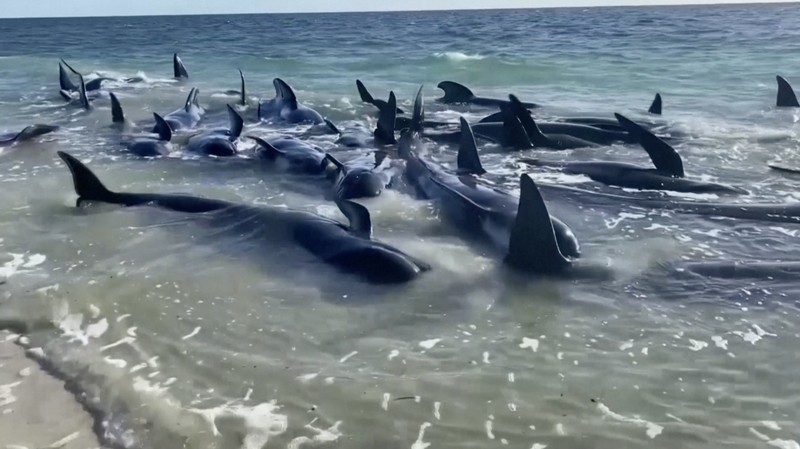 Gambar yang disediakan oleh Departemen Keanekaragaman Hayati, Konservasi dan Atraksi ini menunjukkan sekelompok paus pilot terdampar di pantai di Toby's Inlet di Australia Barat, Kamis, 25 April 2024. Lusinan paus pilot telah terdampar di pantai barat Australia dan otoritas satwa liar berusaha menyelamatkan mereka, kata pemerintah negara bagian pada hari Kamis. (Department of Biodiversity, Conservation and Attractions via AP)