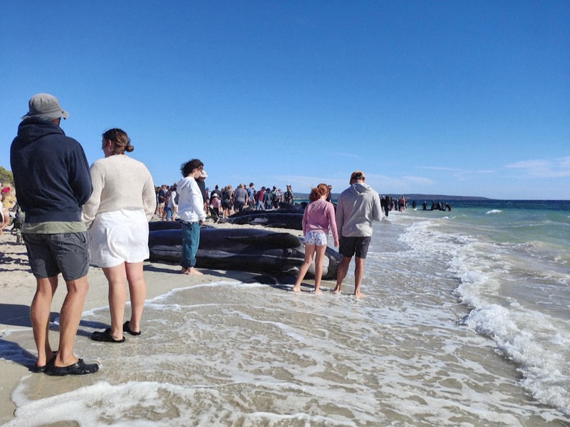 Gambar yang disediakan oleh Departemen Keanekaragaman Hayati, Konservasi dan Atraksi ini menunjukkan sekelompok paus pilot terdampar di pantai di Toby's Inlet di Australia Barat, Kamis, 25 April 2024. Lusinan paus pilot telah terdampar di pantai barat Australia dan otoritas satwa liar berusaha menyelamatkan mereka, kata pemerintah negara bagian pada hari Kamis. (Department of Biodiversity, Conservation and Attractions via AP)