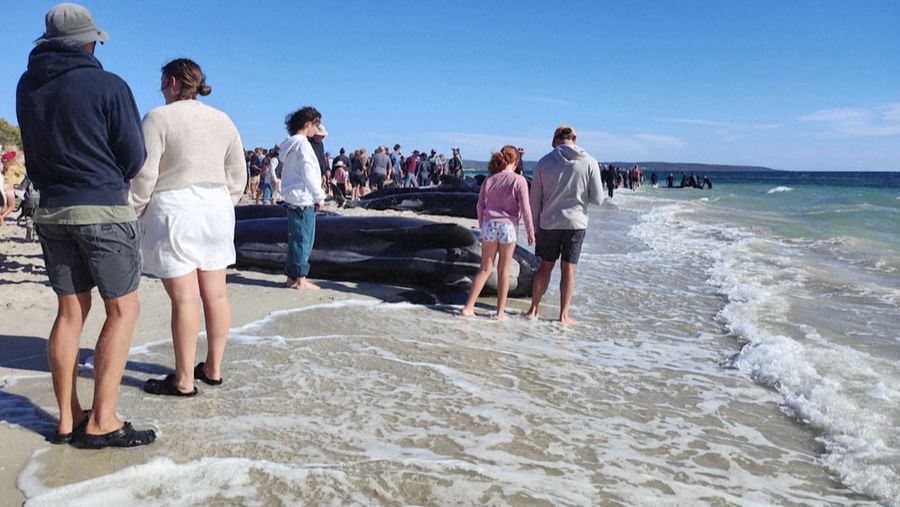 Gambar yang disediakan oleh Departemen Keanekaragaman Hayati, Konservasi dan Atraksi ini menunjukkan sekelompok paus pilot terdampar di pantai di Toby's Inlet di Australia Barat, Kamis, 25 April 2024. Lusinan paus pilot telah terdampar di pantai barat Australia dan otoritas satwa liar berusaha menyelamatkan mereka, kata pemerintah negara bagian pada hari Kamis. (Department of Biodiversity, Conservation and Attractions via AP)