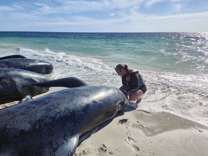 Gambar yang disediakan oleh Departemen Keanekaragaman Hayati, Konservasi dan Atraksi ini menunjukkan sekelompok paus pilot terdampar di pantai di Toby's Inlet di Australia Barat, Kamis, 25 April 2024. Lusinan paus pilot telah terdampar di pantai barat Australia dan otoritas satwa liar berusaha menyelamatkan mereka, kata pemerintah negara bagian pada hari Kamis. (Department of Biodiversity, Conservation and Attractions via AP)