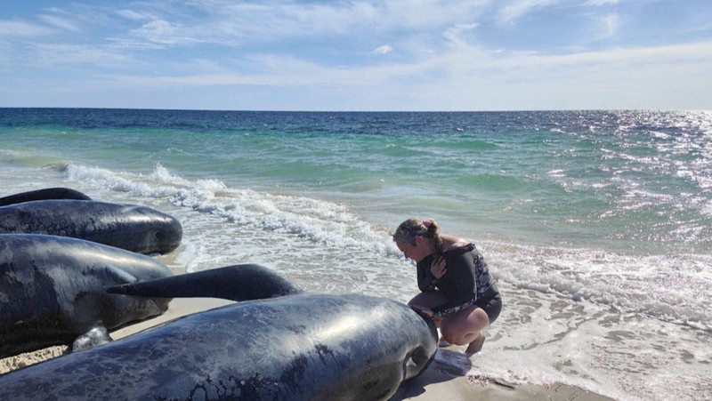 Gambar yang disediakan oleh Departemen Keanekaragaman Hayati, Konservasi dan Atraksi ini menunjukkan sekelompok paus pilot terdampar di pantai di Toby's Inlet di Australia Barat, Kamis, 25 April 2024. Lusinan paus pilot telah terdampar di pantai barat Australia dan otoritas satwa liar berusaha menyelamatkan mereka, kata pemerintah negara bagian pada hari Kamis. (Department of Biodiversity, Conservation and Attractions via AP)