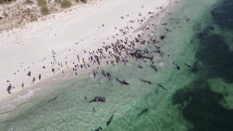 Gambar yang disediakan oleh Departemen Keanekaragaman Hayati, Konservasi dan Atraksi ini menunjukkan sekelompok paus pilot terdampar di pantai di Toby's Inlet di Australia Barat, Kamis, 25 April 2024. Lusinan paus pilot telah terdampar di pantai barat Australia dan otoritas satwa liar berusaha menyelamatkan mereka, kata pemerintah negara bagian pada hari Kamis. (Department of Biodiversity, Conservation and Attractions via AP)