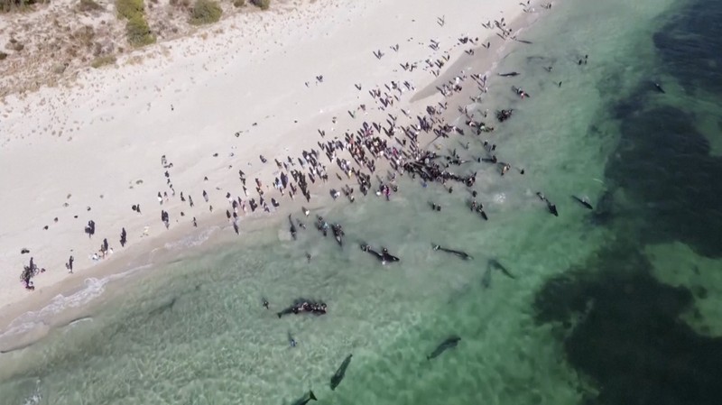 Gambar yang disediakan oleh Departemen Keanekaragaman Hayati, Konservasi dan Atraksi ini menunjukkan sekelompok paus pilot terdampar di pantai di Toby's Inlet di Australia Barat, Kamis, 25 April 2024. Lusinan paus pilot telah terdampar di pantai barat Australia dan otoritas satwa liar berusaha menyelamatkan mereka, kata pemerintah negara bagian pada hari Kamis. (Department of Biodiversity, Conservation and Attractions via AP)