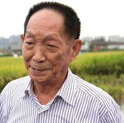 Kisah Sosok di Balik China Sukses Swasembada Beras, RI Mau Contoh