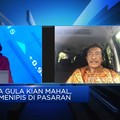 Video: Data & Pengelolaan Stok Gula Tak Jelas, Impor Rugikan Petani