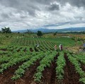 Prabowo Mau RI Jadi Produsen Beras Terbesar Dunia, Emang Bisa?