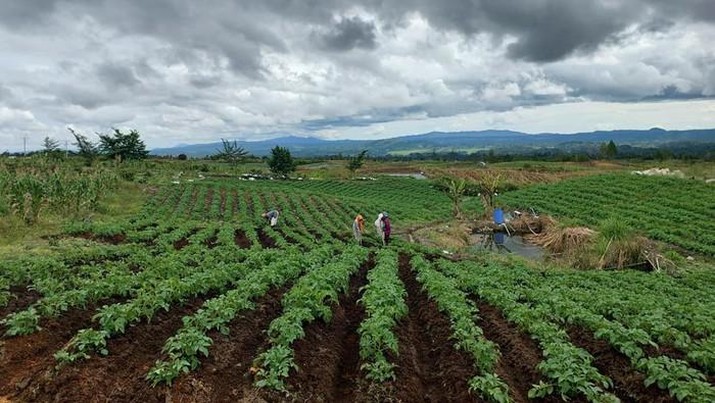 Food Estate di Humbang Hasundutan. (Dok: Kementan)