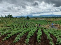 Prabowo Mau RI Jadi Produsen Beras Terbesar Dunia, Emang Bisa?