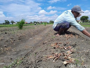 Saat Harga Bawang Merah Melonjak, Paejo Malah Gagal Panen karena Busuk