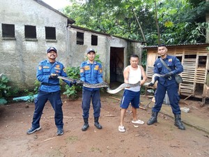 Khawatir Ular Sanca 3,5 Meter di Kandang Ternak, Warga Bogor Panggil Damkar