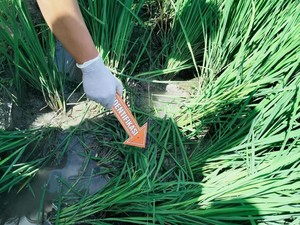 Kesetrum Jebakan Tikus, Wanita Ditemukan Tewas di Sawah Sragen