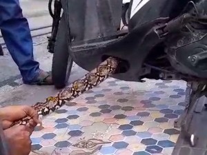 Heboh Ular Sanca Kembang 3 Meter Sembunyi di Dasbor Motor Warga di Ambon