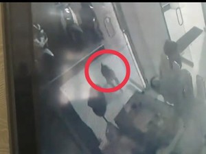 Diserang Monyet Liar, Sekuriti DPRD Tanjungbalai Luka di Kepala