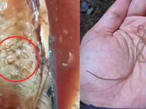 Kacau! Ribuan Kaleng Sarden Impor Terpapar Cacing Parasit