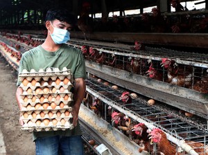 Telur dan Beras Bisa Jadi Amunisi RI Nego Tarif ke AS