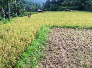 Petani Gagal Panen gegara Bibit Padi Bantuan Distan Karangasem