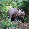Demi Selamatkan Badak & Jamur, RI Bakal Todong Negara Maju