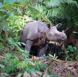 Demi Selamatkan Badak & Jamur, RI Bakal Todong Negara Maju