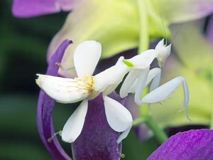 Mengenal Belalang Sembah Anggrek, Si Cantik yang Mampu Menipu Mangsanya