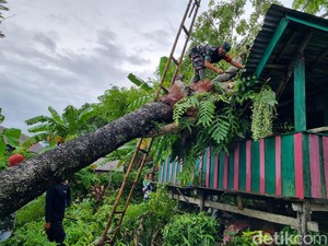 Pohon Tumbang Timpa Rumah Warga di Bone, Penghuni Mengungsi