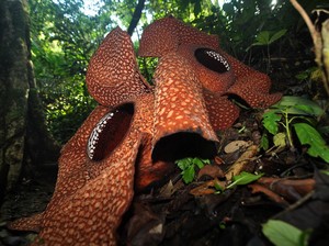 3 Bunga Nasional Indonesia, Apa Saja Jenis dan Habitatnya?