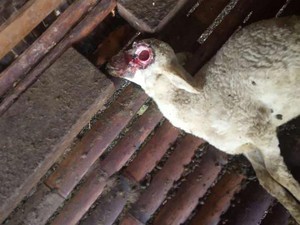 2 Kambing di Banyuwangi Mati Misterius, Mata Tercongkel dan Kaki Buntung