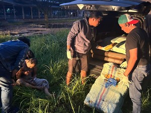 Polisi di Sumbar Kedapatan BNNP Bawa 141,7 Kg Ganja, Ditangkap Saat Cuti Dinas