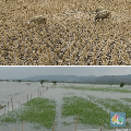 Petani Merapat! Usai El Nino BMKG Pastikan La Nina Datang, Ini Efeknya