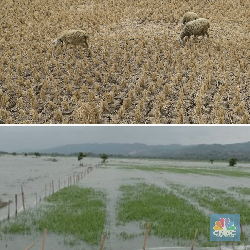 Petani Merapat! Usai El Nino BMKG Pastikan La Nina Datang, Ini Efeknya