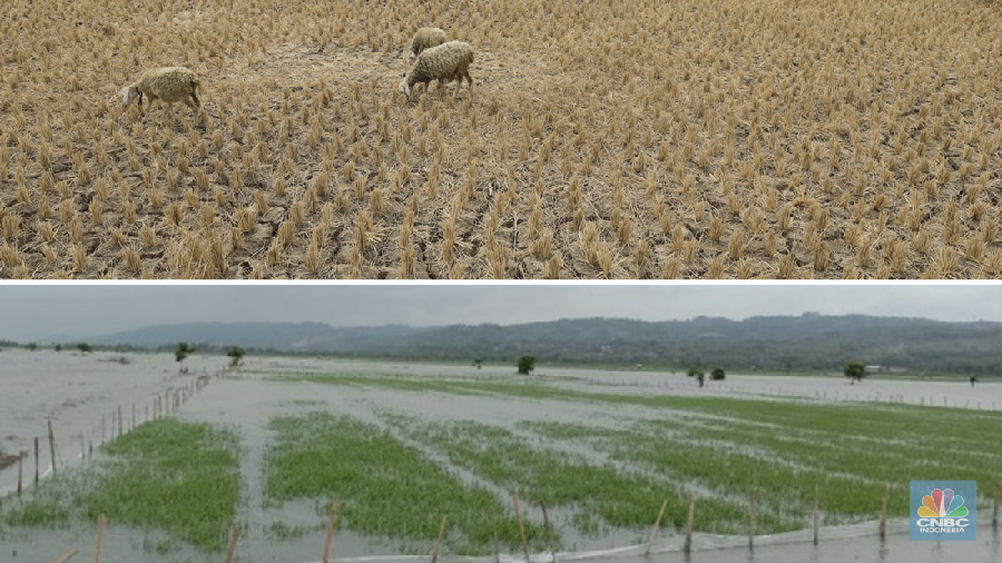 Foto kombinasi kondisi sawah kering dan banjir. (CNBC Indonesia)