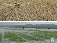 Petani Merapat! Usai El Nino BMKG Pastikan La Nina Datang, Ini Efeknya