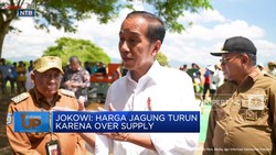 Video: Jokowi Soroti Harga Jagung, Turun Karena Over Supply
