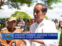 Video: Jokowi Soroti Harga Jagung, Turun Karena Over Supply