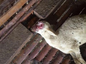Geger Kambing Mati Misterius di Banyuwangi Diduga Tumbal Pesugihan
